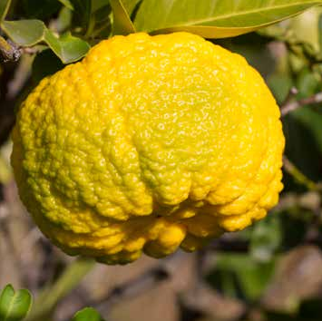 La Pompia: l'agrume raro della Sardegna tra usi e proprietà