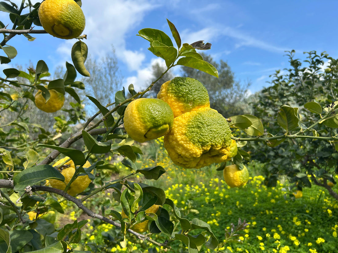 Raccolta dei frutti, nei pressi di Nuoro